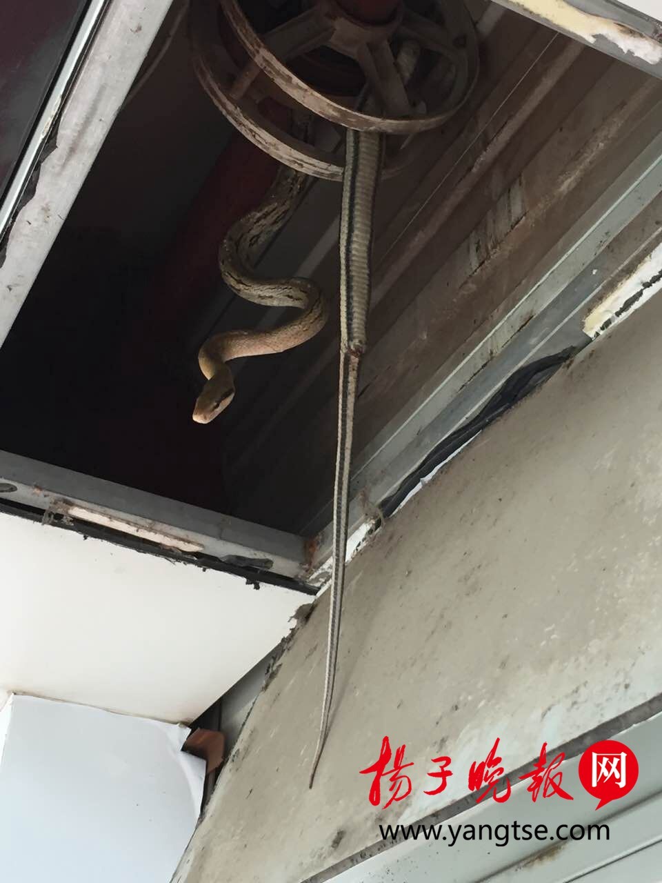 ob体育·(中国)官方网站丹阳一店主的卷帘门打不开 竟是被蛇“锁”住了(图1)