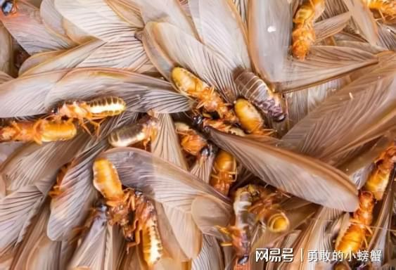 ob体育·(中国)官方网站杭州 专业灭白蚁 - 杭州白蚁消杀治理 - 快速上门服(图3)
