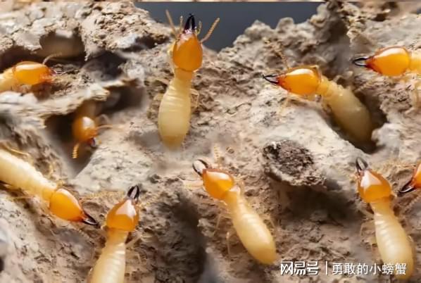 ob体育·(中国)官方网站杭州 专业灭白蚁 - 杭州白蚁消杀治理 - 快速上门服(图2)
