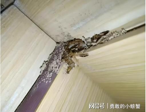 ob体育·(中国)官方网站杭州 专业灭白蚁 - 杭州白蚁消杀治理 - 快速上门服(图1)